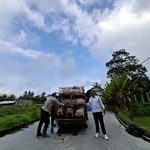 UNIT KETAHANAN PANGAN BUMDES NAWA DANA SEBATU LAKSANAKAN PANEN PERDANA PENGGEMUKAN BABI
