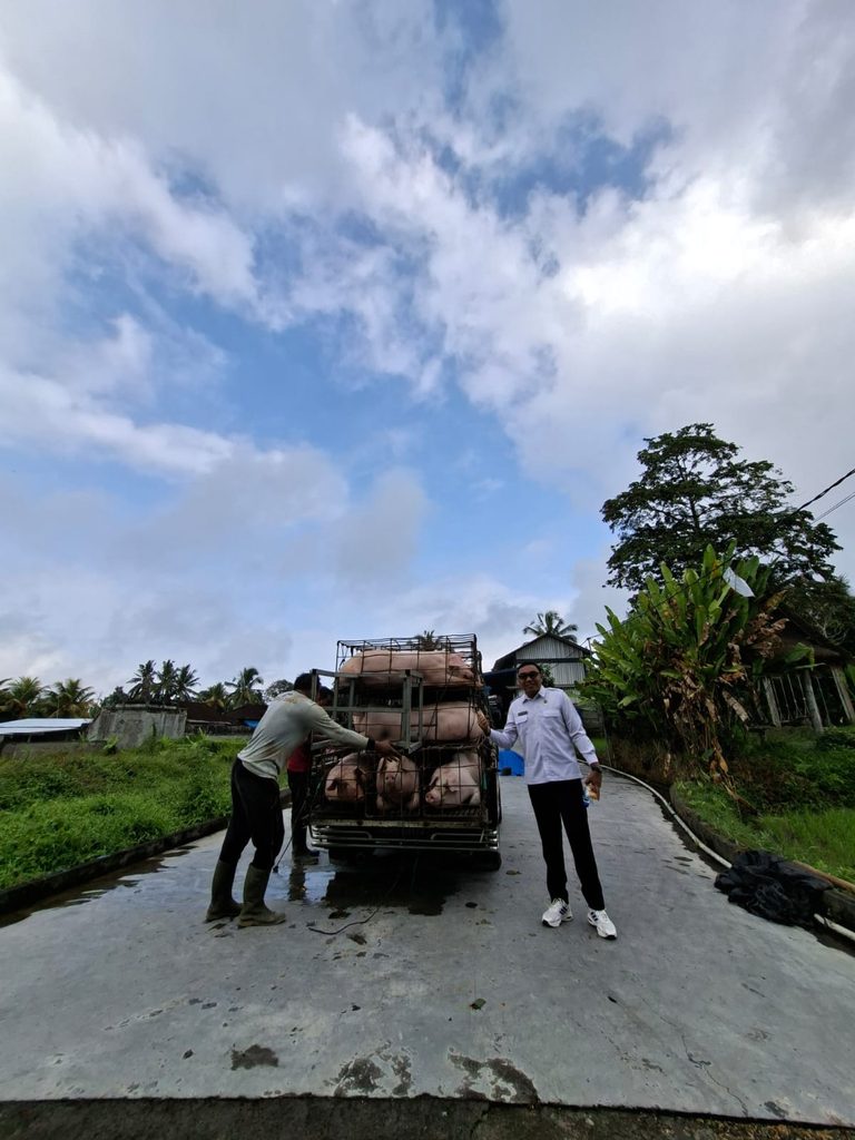 UNIT KETAHANAN PANGAN BUMDES NAWA DANA SEBATU LAKSANAKAN PANEN PERDANA PENGGEMUKAN BABI